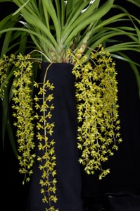 Cymbidium Kuranda Chu-Wai AM/AOS 86 pts. Inflorescence